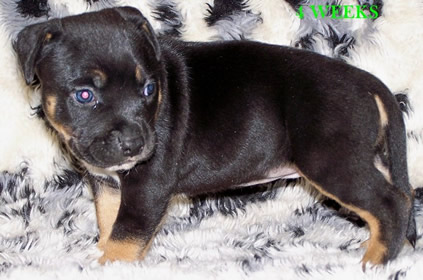 DDDawgs Black Label Gold Blend